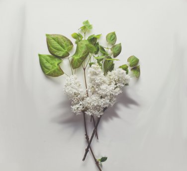 3 Lilac Tree Unrooted Cuttings WHITE LILAC Make Your Own Plants Fast Delivery