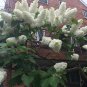 3 Lilac Tree Unrooted Cuttings WHITE LILAC Make Your Own Plants Fast Delivery