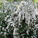 SPIRAEA 'SNOWMOUND Cuttings (3) No Roots Make Your Own Plants Fast Delivery