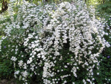 SPIRAEA 'SNOWMOUND Cuttings (3) No Roots Make Your Own Plants Fast Delivery