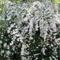 SPIRAEA 'SNOWMOUND Cuttings (3) No Roots Make Your Own Plants Fast Delivery