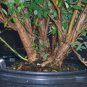 SPIRAEA 'SNOWMOUND Cuttings (3) No Roots Make Your Own Plants Fast Delivery