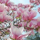 3 Magnolia Soulangeana Tree Cuttings Un Rooted Winter Hardy Z2-9 Fast Delivery