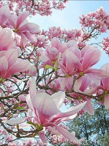 3 Magnolia Soulangeana Tree Cuttings Un Rooted Winter Hardy Z2-9 Fast Delivery