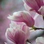 3 Magnolia Soulangeana Tree Cuttings Un Rooted Winter Hardy Z2-9 Fast Delivery