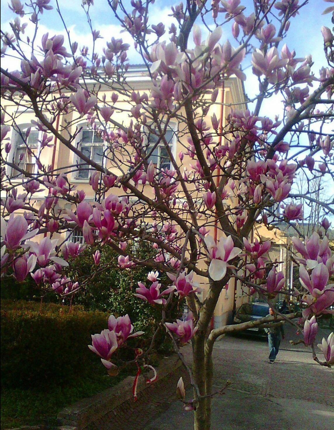 magnolia home office