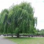Weeping Willow Tree Cuttings(3) Ready to be Rooted Fresh Cut Fast Growing Salix