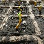 Weeping Willow Tree Cuttings(3) Ready to be Rooted Fresh Cut Fast Growing Salix