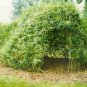 Weeping Willow Tree Cuttings(3) Ready to be Rooted Fresh Cut Fast Growing Salix