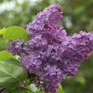 3 Lilac Tree Unrooted Cuttings PURPLE LILAC Make Your Own Plants Fast Delivery
