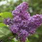 3 Lilac Tree Unrooted Cuttings PURPLE LILAC Make Your Own Plants Fast Delivery