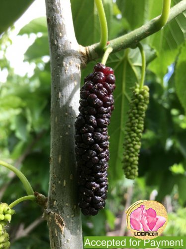 Giant Purple Mulberry (3) fresh cuttings Ready To Root Make Your own Plants