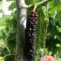 Giant Purple Mulberry (3) fresh cuttings Ready To Root Make Your own Plants