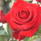 3 Cuttings of Red Hybrid Tea Rose Ready To Root Make Your Own Plants