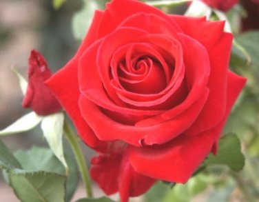3 Cuttings of Red Hybrid Tea Rose Ready To Root Make Your Own Plants