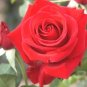 3 Cuttings of Red Hybrid Tea Rose Ready To Root Make Your Own Plants