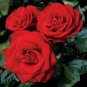 3 Cuttings of Red Hybrid Tea Rose Ready To Root Make Your Own Plants