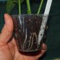 3 Cuttings of Red Hybrid Tea Rose Ready To Root Make Your Own Plants