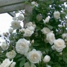 Rose Cuttings (3) of White Heirloom Climbing Rosebush Ready to Root Make Plants
