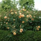3 Cuttings of Golden Celebration Ausgold Rose Ready To Root Make Your Own Plants