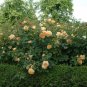 3 Cuttings of Golden Celebration Ausgold Rose Ready To Root Make Your Own Plants
