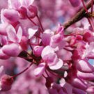 (3) Eastern Redbud Cuttings Cercis canadensis Ready to root Make Your Own Plants