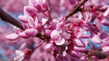 (3) Eastern Redbud Cuttings Cercis canadensis Ready to root Make Your Own Plants