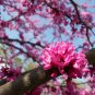 (3) Eastern Redbud Cuttings Cercis canadensis Ready to root Make Your Own Plants