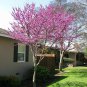 (3) Eastern Redbud Cuttings Cercis canadensis Ready to root Make Your Own Plants