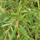 Golden Weeping Willow 3 Cuttings (8 Inch) Salix Alba Tristis Fast Shipping