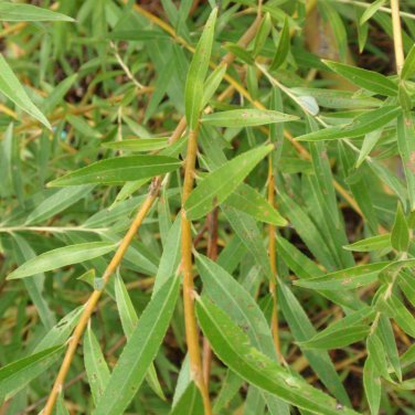 Golden Weeping Willow 3 Cuttings (8 Inch) Salix Alba Tristis Fast Shipping