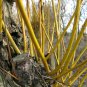 Golden Weeping Willow 3 Cuttings (8 Inch) Salix Alba Tristis Fast Shipping