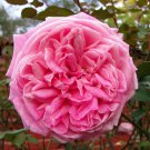 Duchesse de Brabant tea rose x 3 Cuttings Ready to Root Make Your Own Plants