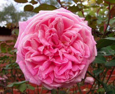 Duchesse de Brabant tea rose x 3 Cuttings Ready to Root Make Your Own Plants