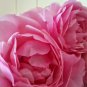 Duchesse de Brabant tea rose x 3 Cuttings Ready to Root Make Your Own Plants