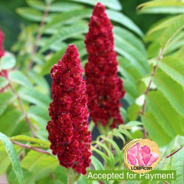 (3) Cuttings of Red Staghorn Sumac Rhus Hirta Ready to Root Make Your Own Plants
