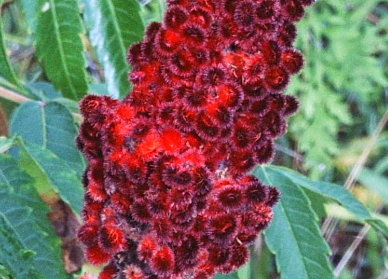 (3) Cuttings of Red Staghorn Sumac Rhus Hirta Ready to Root Make Your
