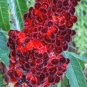 (3) Cuttings of Red Staghorn Sumac Rhus Hirta Ready to Root Make Your Own Plants