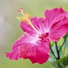 (3) Pink Hybrid Hibiscus Cuttings Unrooted Flowering Bush Shrub Make Your Own Plants