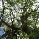 Corkscrew Willow Tree Cuttings (3) Salix Matsudana Fast Shipping, no roots