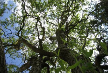 Corkscrew Willow Tree Cuttings (3) Salix Matsudana Fast Shipping, no roots