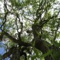 Corkscrew Willow Tree Cuttings (3) Salix Matsudana Fast Shipping, no roots