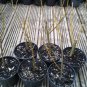 White Willow Tree Salix Alba Cuttings 3 Cuttings No Roots Nice Shade Tree
