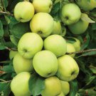 3 GOLDEN DELICOUS APPLE TREE Cuttings Grafting No Roots Make Your Own Plants
