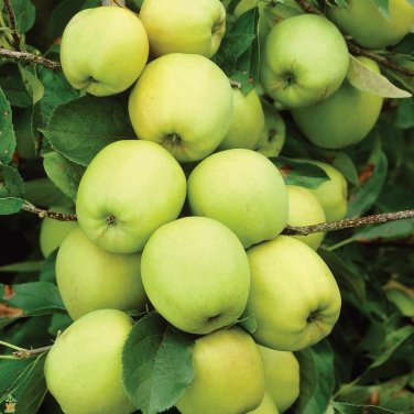 3 GOLDEN DELICOUS APPLE TREE Cuttings Grafting No Roots Make Your Own Plants