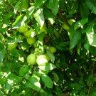 3 GOLDEN DELICOUS APPLE TREE Cuttings Grafting No Roots Make Your Own Plants