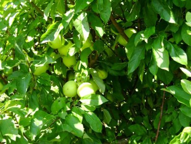 3 GOLDEN DELICOUS APPLE TREE Cuttings Grafting No Roots Make Your Own Plants