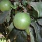 3 GOLDEN DELICOUS APPLE TREE Cuttings Grafting No Roots Make Your Own Plants