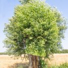 3 Goat Willow Tree Cuttings! No Roots Make Your Own Plants