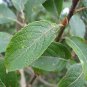 3 Goat Willow Tree Cuttings! No Roots Make Your Own Plants